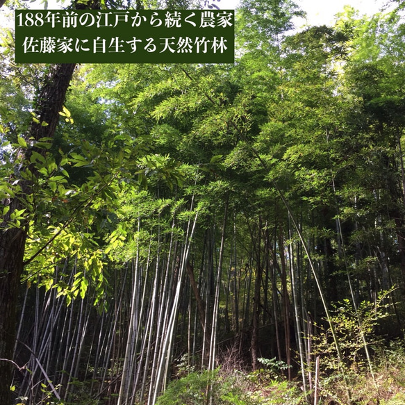 2021 天然 青竹踏み 国産ハンドメイド 職人仕上げ✨外反母趾 冷え性 踏み台 ダイエット おまけ付 配送無料 4枚目の画像