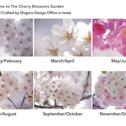 2016 Welcome to The Cherry Blossoms Garden(A4) 2枚目の画像