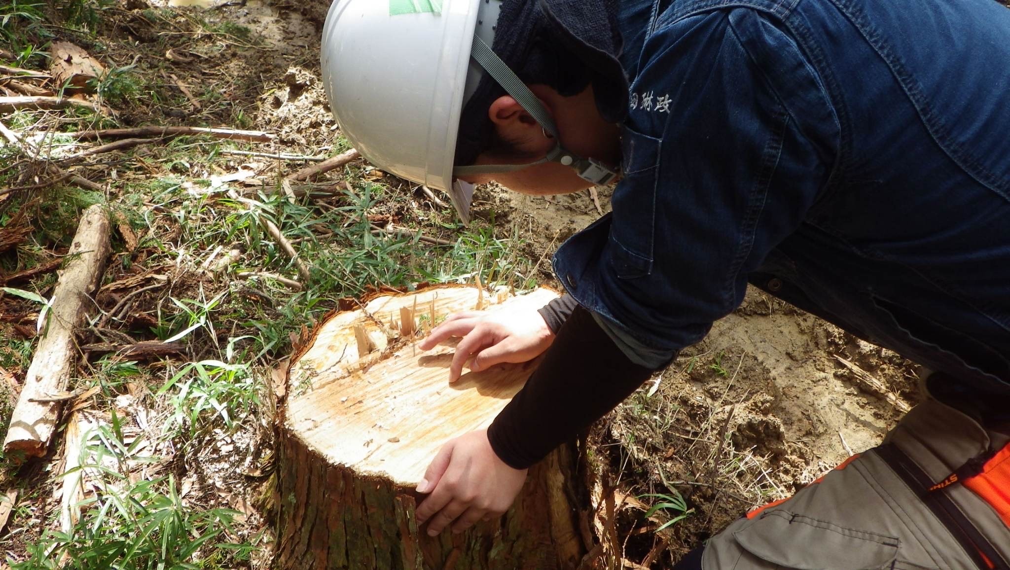 ヒノキくり抜きスツール/磨き丸太仕上げ　サイドテーブル　ディスプレイ　ウッドスツール　木製の棚