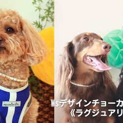 犬の本革ストーンチョーカー ホワイト《ラグジュアリーゴールド》 1枚目の画像