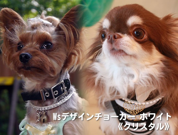 犬の本革ストーンチョーカー ホワイト《クリスタル》 1枚目の画像