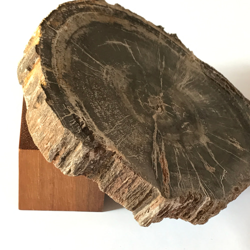 ⭐︎天然石　珪化木　ペトリファイドウッド　スライス ペトリファイドウッド（珪化木）のスライス 330g - cute stone -