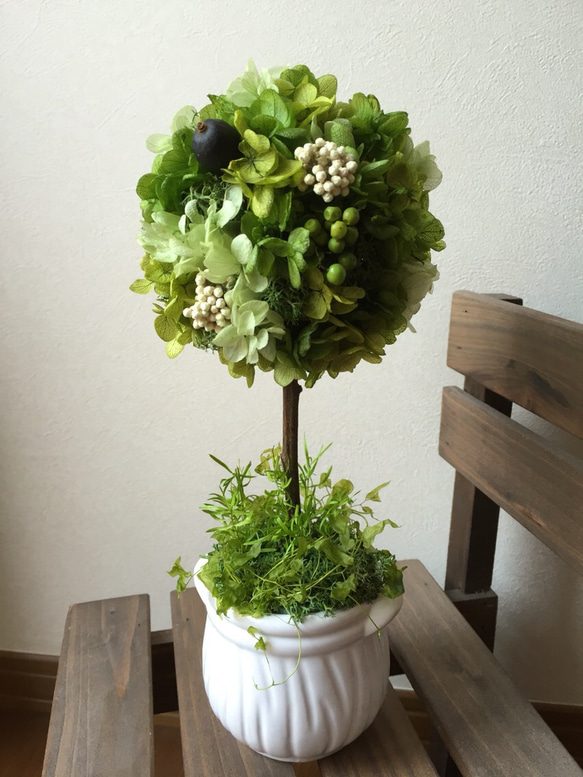 ★選べる花器★実物と紫陽花のグリーントピアリー 高さ26 2枚目の画像