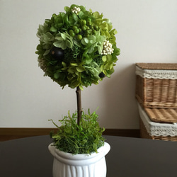 ★選べる花器★実物と紫陽花のグリーントピアリー 高さ26 5枚目の画像