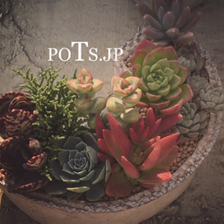 陶器製（2号ポット相当）　多肉植物の欲しがる植木鉢 SSS-c-ピンク-1655 4枚目の画像