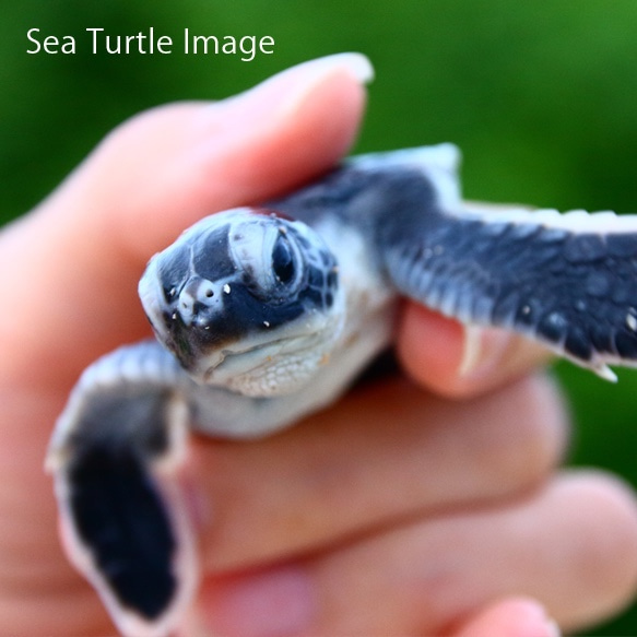 BabyHonu（Baby sea turtle）單耳耳環“Baby” 第10張的照片