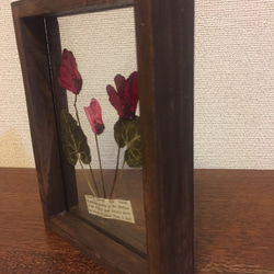 シクラメンの押し花ガラスフレーム 3枚目の画像