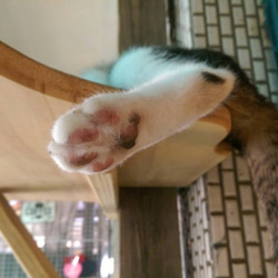 微森林．日本原裝進口天然蜜蠟霜 肉球 犬貓腳掌專用蜜蠟霜 10g 無香 第2張的照片