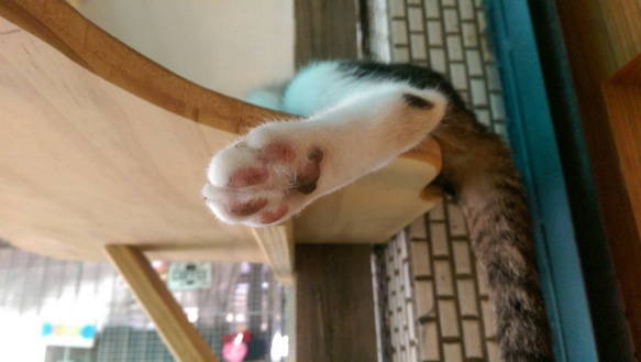 微森林．日本原裝進口天然蜜蠟霜 肉球 犬貓腳掌專用蜜蠟霜 10g 無香 第2張的照片