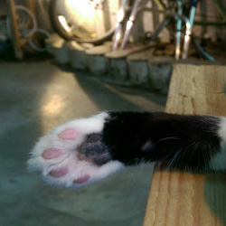 微森林．日本原裝進口天然蜜蠟霜 肉球 犬貓腳掌專用蜜蠟霜 10g 無香 第3張的照片
