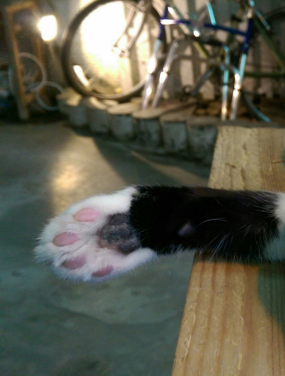 微森林．日本原裝進口天然蜜蠟霜 肉球 犬貓腳掌專用蜜蠟霜 10g 無香 第3張的照片