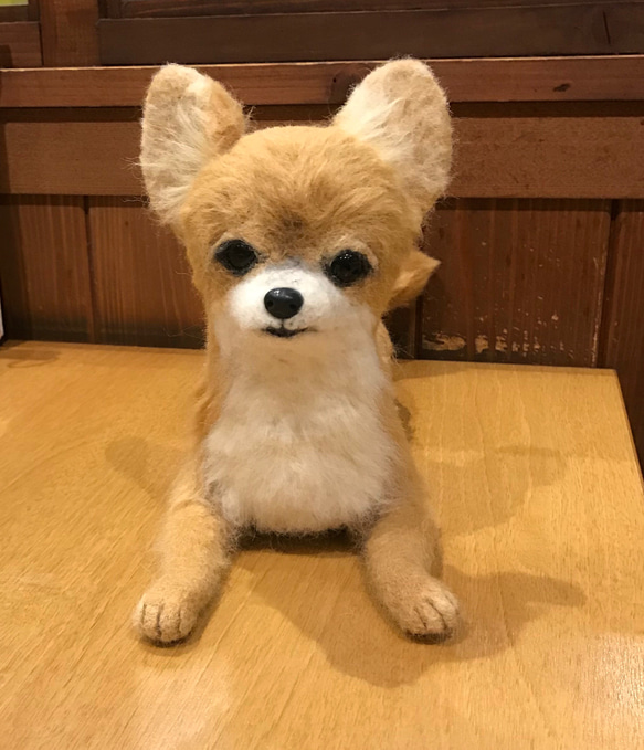 羊毛フェルト　オーダー　チワワ　犬　Ｍサイズ　ハンドメイド　ぬいぐるみ　ペットロス　うちの子 2枚目の画像