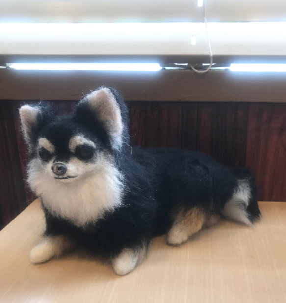 羊毛フェルト　オーダー　チワワ　犬　Ｍサイズ　ハンドメイド　ぬいぐるみ　ペットロス　うちの子 3枚目の画像