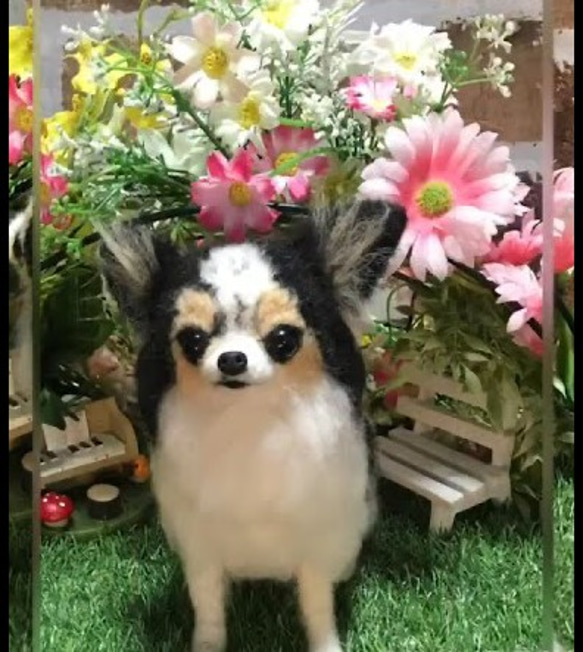 羊毛フェルト　オーダー　チワワ　犬　Ｍサイズ　ハンドメイド　ぬいぐるみ　ペットロス　うちの子 4枚目の画像