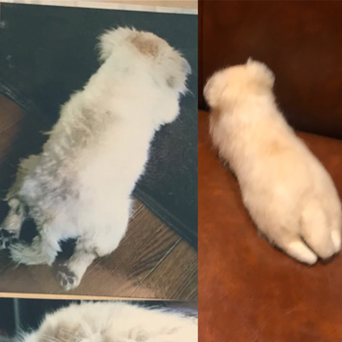 羊毛フェルト オーダー チワワ 犬 Mサイズ ハンドメイド ぬいぐるみ