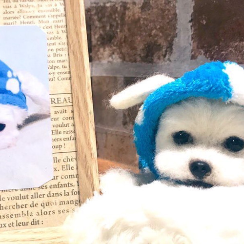 受注制作 羊毛フェルト 犬 オーダー 犬 猫 ハンドメイド 受注制作 羊毛フェルト 犬 オーダー 犬 猫 ハンドメイド