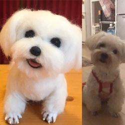 受注制作 羊毛フェルト 犬 オーダー 犬 猫 ハンドメイド