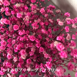 かすみ草/プリザーブドフラワー 20g ピンク 1枚目の画像