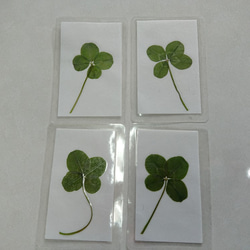 幸せの四つ葉のクローバーカード（４枚セット） 1枚目の画像