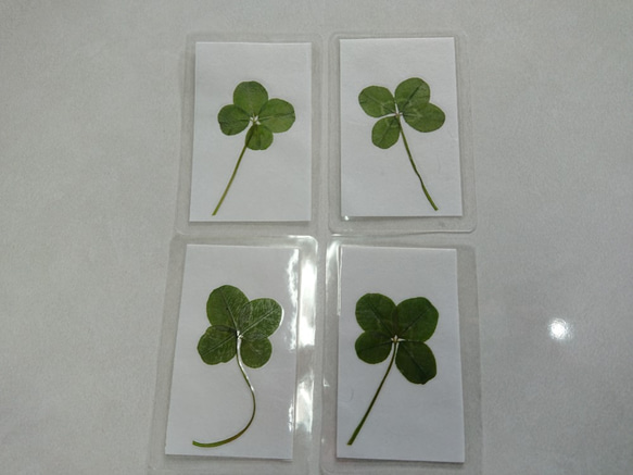 幸せの四つ葉のクローバーカード（４枚セット） 1枚目の画像