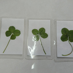 幸せの四つ葉のクローバーカード（４枚セット） 2枚目の画像