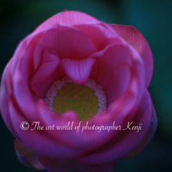 Lotus Flower Ⅰ 《フォトフレーム仕様》ホワイト 1枚目の画像