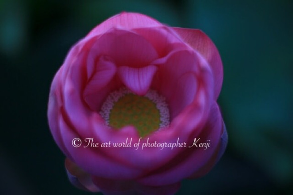 Lotus Flower Ⅰ 《フォトフレーム仕様》ホワイト 1枚目の画像