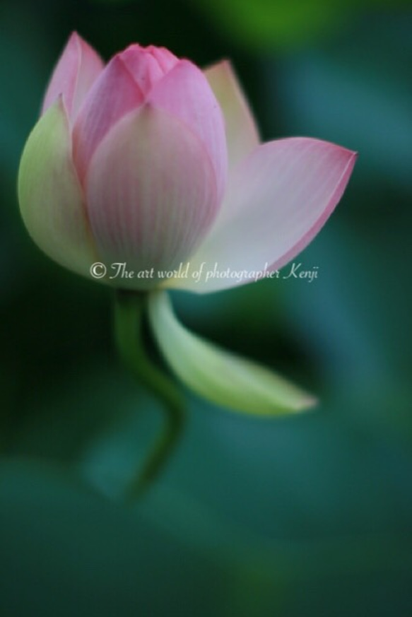 Lotus Flower Ⅳ 《フォトフレーム仕様》 1枚目の画像