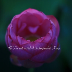 Lotus Flower Ⅱ 《フォトフレーム仕様》 1枚目の画像