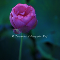 Lotus Flower Ⅲ 《フォトフレーム仕様》 1枚目の画像