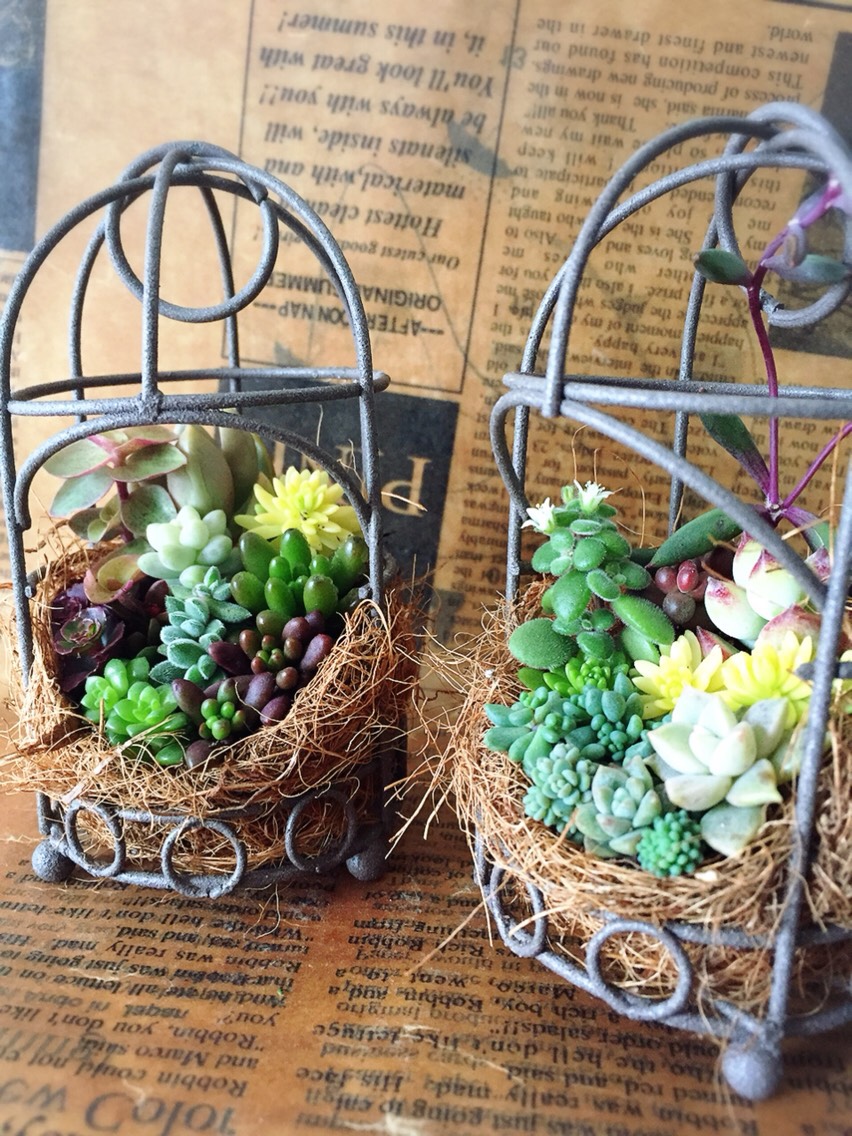 多肉植物寄せ植え♡♡仲良し小鳥さんみんなでお出かけ❤