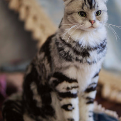 MINI&#39;S SECRET〜手作りのカスタムカスタムウールは高シミュレーションシミュレーションレプリカの猫を感じた 3枚目の画像