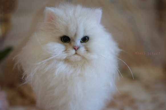 MINI'S SECRET ~手工特殊訂製 羊毛氈高擬真仿真貓人型公仔複刻貓咪展示區 第2張的照片