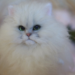 MINI'S SECRET ~手工特殊訂製 羊毛氈高擬真仿真貓人型公仔複刻貓咪展示區 第3張的照片