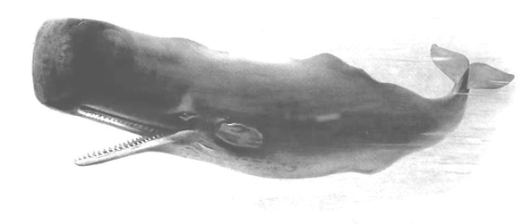マッコウクジラ　ドライ　Tシャツ　クジラ　グッズ　鯨　ダイビング　海　ホエールウォッチング 2枚目の画像