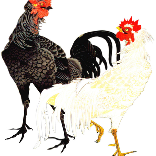 ニワトリ 32240001584.jpg