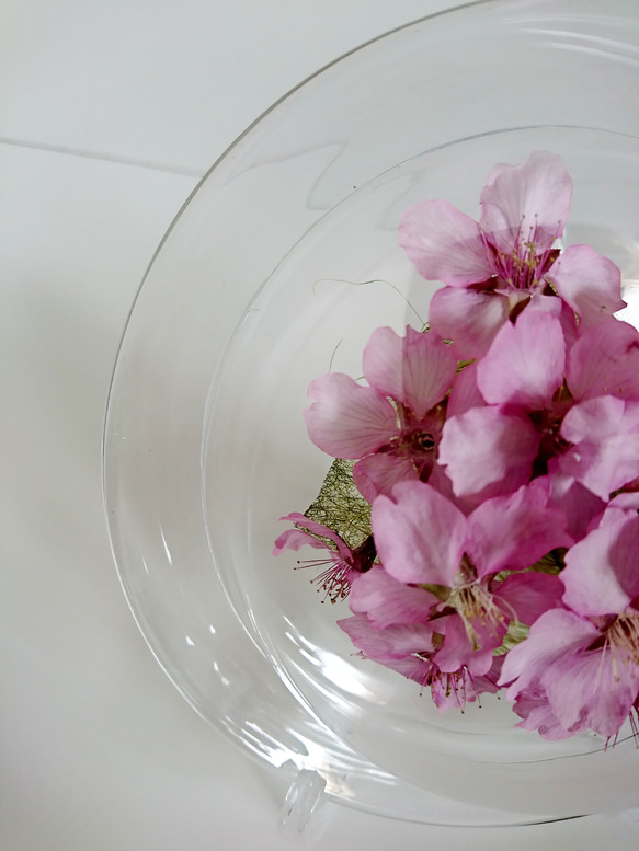 ボトルフラワー 桜 桜のボトルフラワー 5枚目の画像