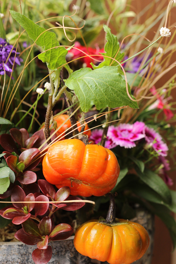 ハロウィン気分を盛り上げる秋のプランツギャザリング。 2枚目の画像