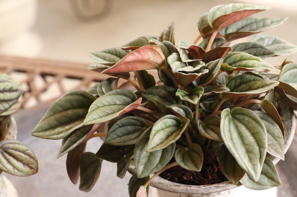 【creema限定】クールでスタイリッシュな観葉植物「ペペロミア　ナポリナイツ」 3枚目の画像