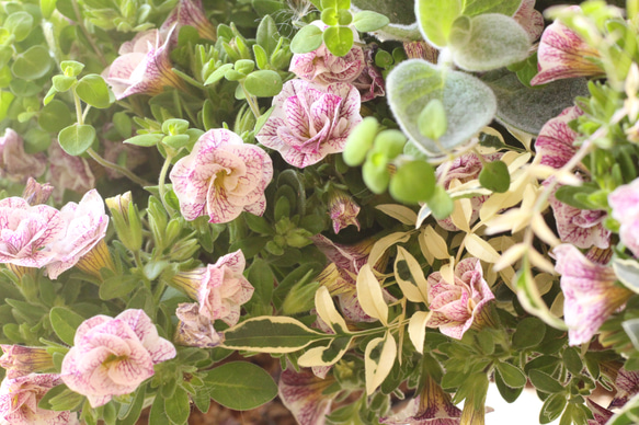 可愛い小花の『プランツ・ギャザリングリース』 6枚目の画像