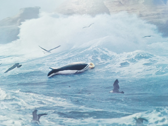手繪墜子 -  南露脊海豚 / Lissodelphis peronii / シロハラセミイルカ 第1張的照片