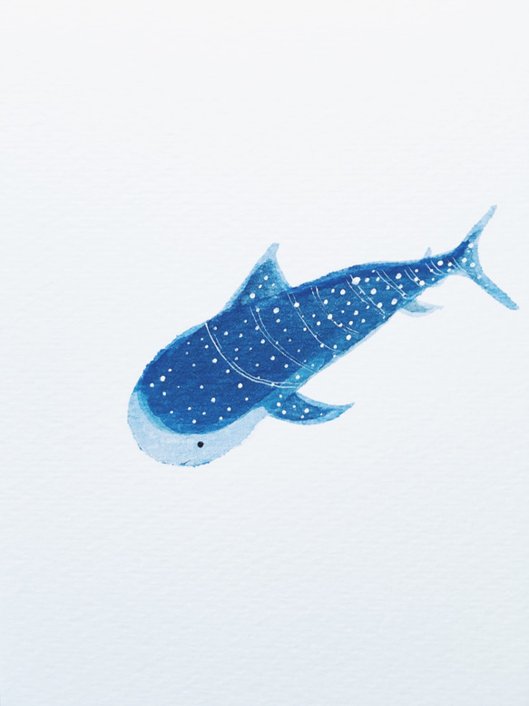 手繪明信片 - 鯨鯊 / whaleshark / ジンベイザメ 第1張的照片