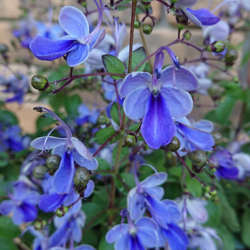 sale＊ ※花苗※クレロデンドルム ブルーウィング 4.5号鉢 soldしました