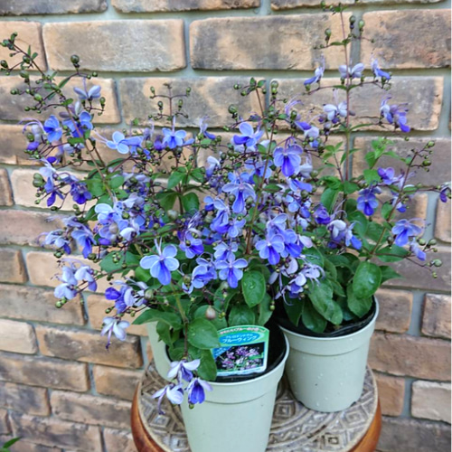 sale＊ ※花苗※クレロデンドルム ブルーウィング 4.5号鉢 soldしました