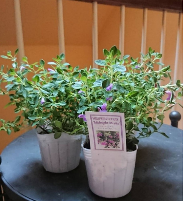 オルハのヴァレーヌィキー（ペロギス）のレシピ