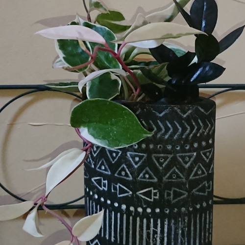 寄せ植え※観葉植物 「ザミオクルカス レイヴン」と「ホヤ ピン