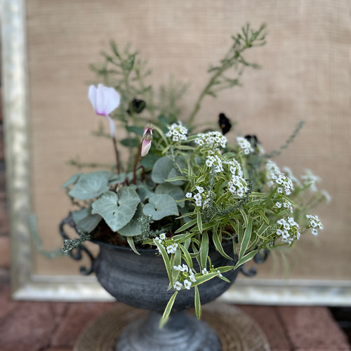 寄せ植え シクラメンアフロディーテを使って 値下げしました！ その他