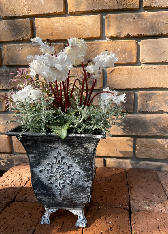 寄せ植え＊シクラメン「スワン」をメインに その他素材 Comu＊Garden