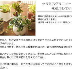 【観葉植物】爽やかな色合い　ポトスライム♡陶器鉢入〇♡セラミス使用♡花言葉は『永遠の富』 4枚目の画像