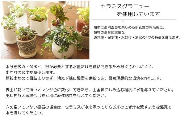 【観葉植物】爽やかな色合い　ポトスライム♡陶器鉢入〇♡セラミス使用♡花言葉は『永遠の富』 4枚目の画像